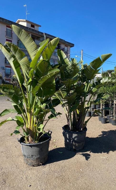 Paradiso Verde - Immagine 2