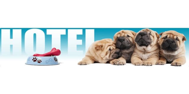 Pensione per Cani Hobby Dog Allevamento dei Rebicesca di Merciai Gianni - Immagine 1