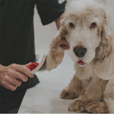 Piero Toilette - Immagine 2