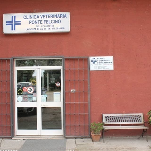 Pronto Soccorso Veterinario 24h - CLINICA VETERINARIA PONTE FELCINO - Immagine 1