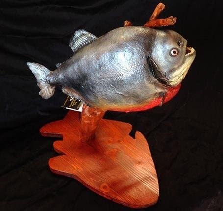 Res Naturae Tassidermia di Fontecedro Giuseppe - Immagine 1