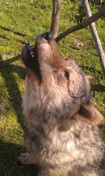 Res Naturae Tassidermia di Fontecedro Giuseppe - Immagine 2