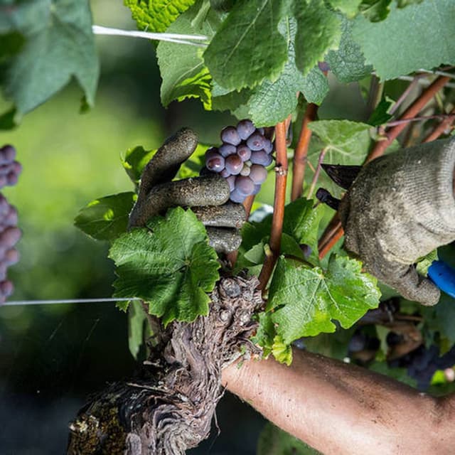 Società Agricola Colmello Di Grotta - Immagine 2