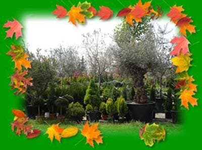 Societa' Agricola Vivai di Portanova - Immagine 1