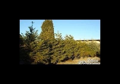 Societa' Agricola Vivai di Portanova - Immagine 2