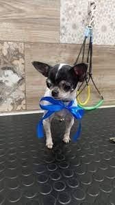 Strapazzami di Coccole - Immagine 2