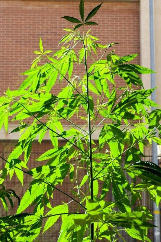 Sweed Cannabis Shop dal 2016 - Self H24 - Grow Seed CBD Cannabis Light - Immagine 2