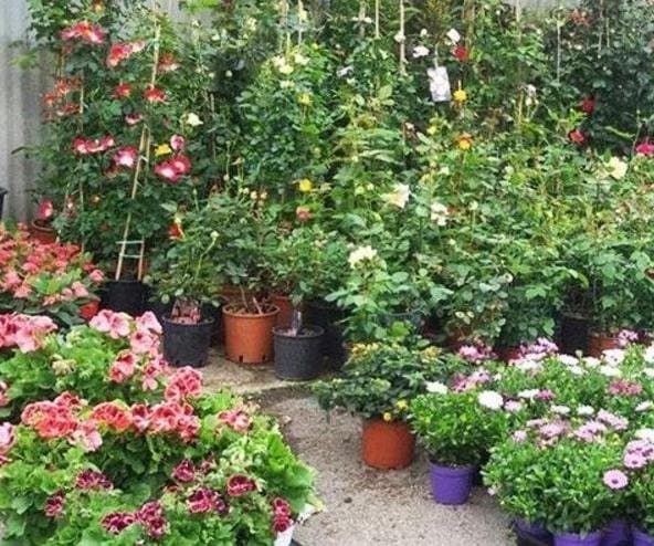 Vivai Marsano Paolo - Immagine 2