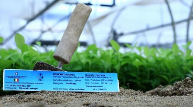 Vivai Milone - Produzione Piante - Baby Plant - Micropropagazione - Agrumi - Immagine 1
