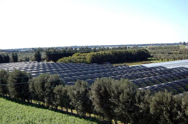 Vivai Milone - Produzione Piante - Baby Plant - Micropropagazione - Agrumi - Immagine 2