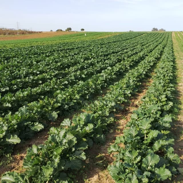 Vivai Montanaro Angelo-Produzione Piantine Orticole e Floricole - Immagine 1