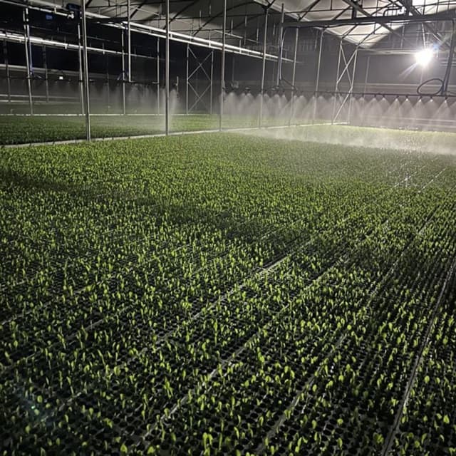 Vivai Montanaro Angelo-Produzione Piantine Orticole e Floricole - Immagine 2