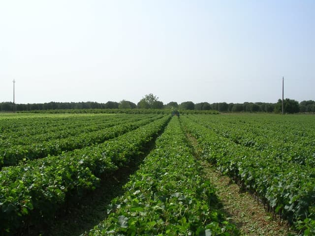 Vivai Pellegrino - Barbatelle Selvatiche ed Innestate - Immagine 1