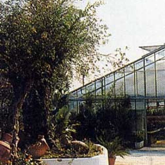 Vivaio e Attrezzi da Giardino Il Petalo Rosa - Immagine 2