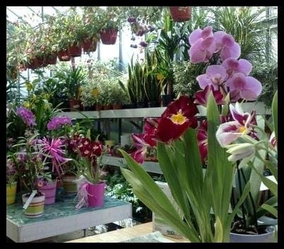 Vivaio Savarese Luca - Immagine 2