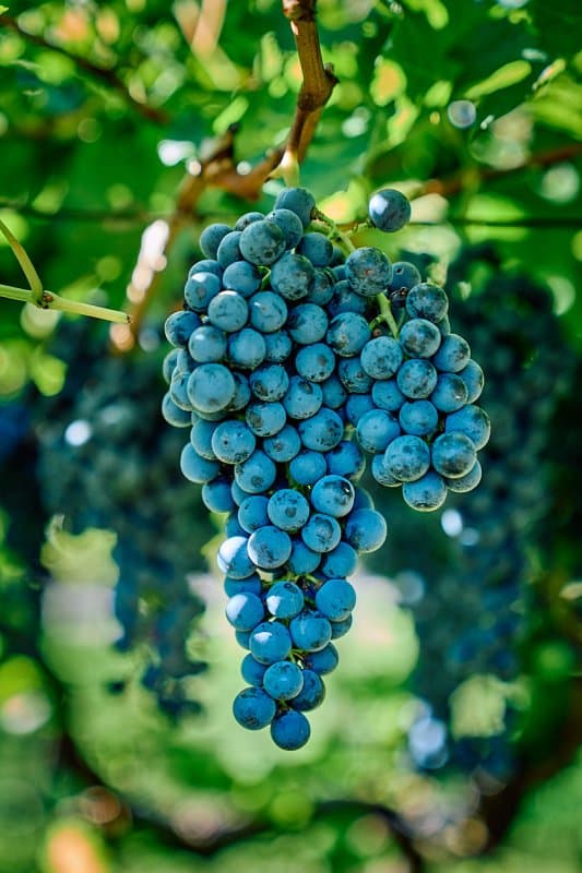 Weingut Tenuta PETER SÖLVA - Immagine 2