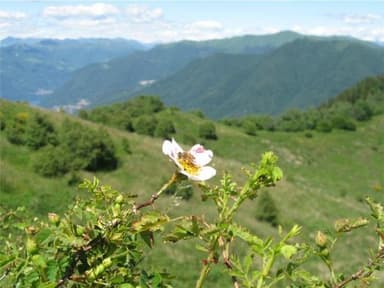 Apicoltura il Corniolo Società Agricola