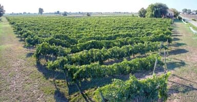 Azienda Agricola Giovanni Pacchioni