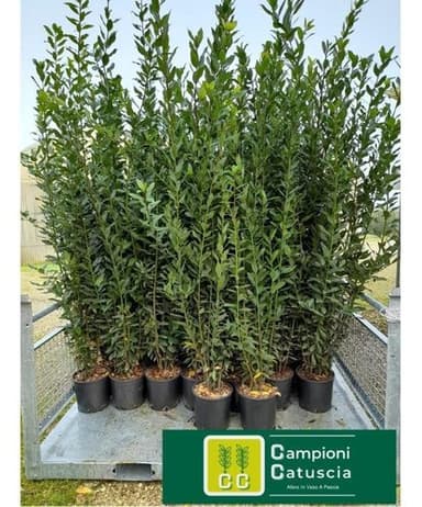 Campioni Catuscia - Vendita Alloro Pescia