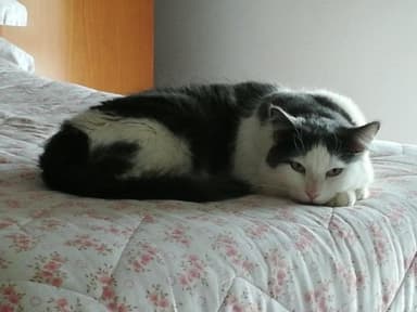 Clinica Veterinaria Dott. M. Battelli