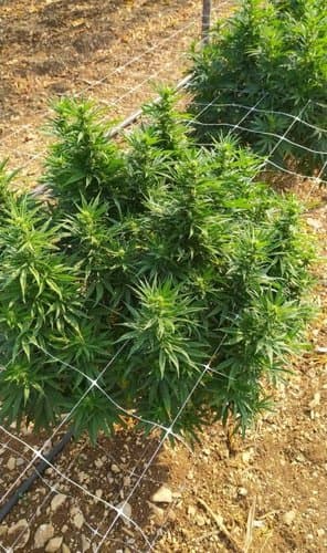 Figli dei fiori - Canapa & Co