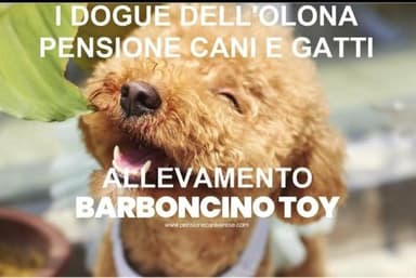 I Dogue dell'Olona Pensione per Cani e Allevamento Barboncino