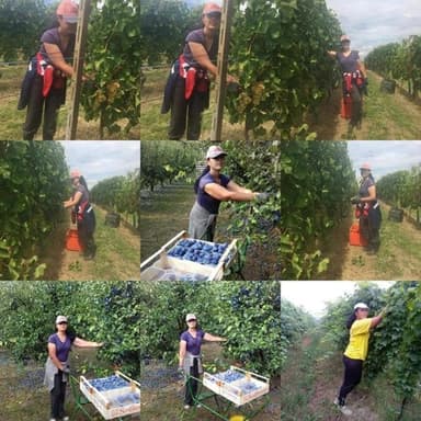 Lenche Gjorgjievska coperativa agricola ,lavori agricoli